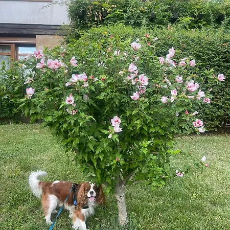 Διαμέρισμα Amara Santa Marina, Σωζόπολη