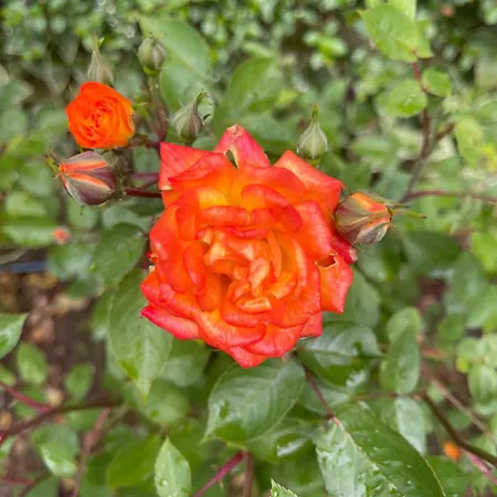 Amara Santa Marina, Διαμέρισμα Σωζόπολη