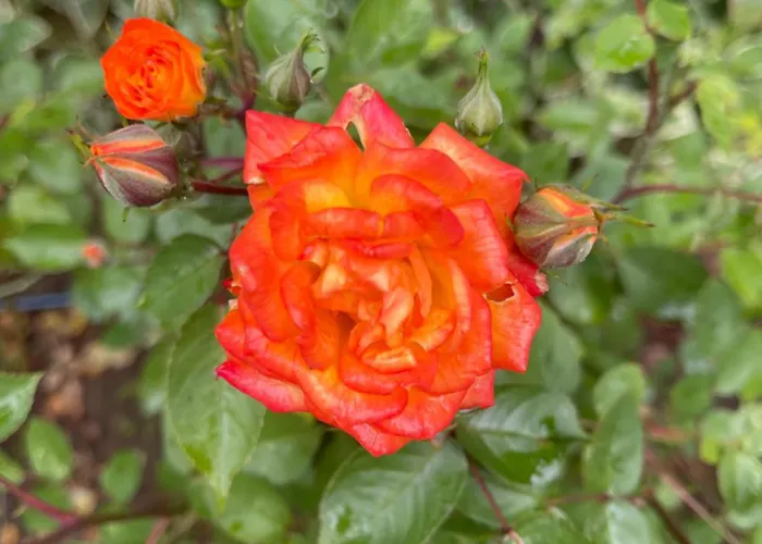 Amara Santa Marina, Appartamento Sozopol